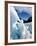 Blue Ice Cave, Franz Josef Glacier, South Island, New Zealand-David Wall-Framed Photographic Print