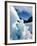 Blue Ice Cave, Franz Josef Glacier, South Island, New Zealand-David Wall-Framed Photographic Print