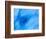 Blue Iceberg that calved from Columbia Glacier, Prince William Sound, Alaska, USA-Hugh Rose-Framed Photographic Print