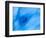 Blue Iceberg that calved from Columbia Glacier, Prince William Sound, Alaska, USA-Hugh Rose-Framed Photographic Print