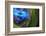 Blue intense-Heidi Westum-Framed Photographic Print