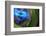 Blue intense-Heidi Westum-Framed Photographic Print