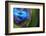 Blue intense-Heidi Westum-Framed Photographic Print