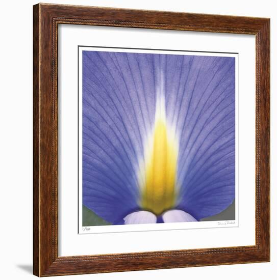 Blue Iris Abstract No 2-Shams Rasheed-Framed Giclee Print