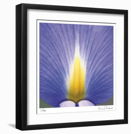 Blue Iris Abstract No 2-Shams Rasheed-Framed Limited Edition