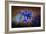 Blue Iris Blooms-Jai Johnson-Framed Giclee Print