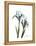 Blue Iris Portrait-Albert Koetsier-Framed Stretched Canvas