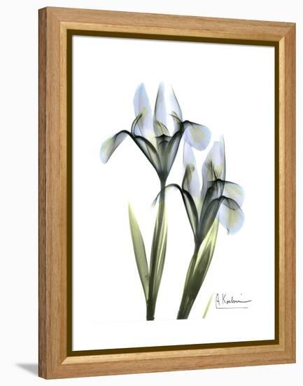 Blue Iris Portrait-Albert Koetsier-Framed Stretched Canvas