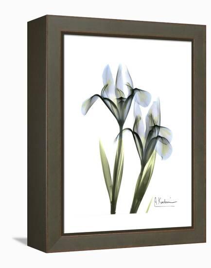 Blue Iris Portrait-Albert Koetsier-Framed Stretched Canvas