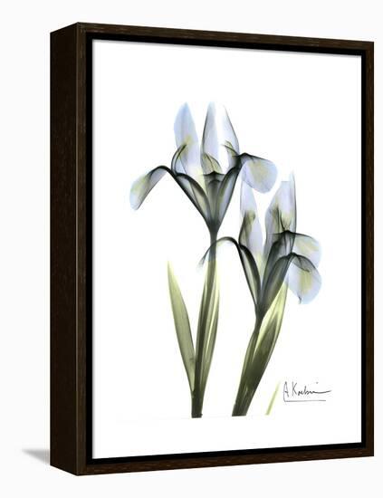 Blue Iris Portrait-Albert Koetsier-Framed Stretched Canvas