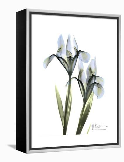 Blue Iris Portrait-Albert Koetsier-Framed Stretched Canvas