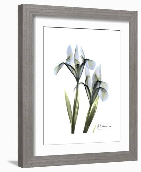 Blue Iris Portrait-Albert Koetsier-Framed Premium Giclee Print