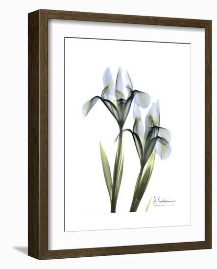 Blue Iris Portrait-Albert Koetsier-Framed Premium Giclee Print