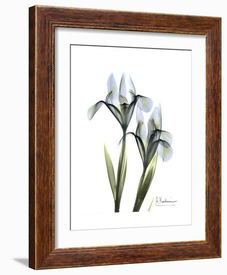 Blue Iris Portrait-Albert Koetsier-Framed Premium Giclee Print