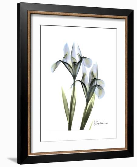 Blue Iris Portrait-Albert Koetsier-Framed Premium Giclee Print