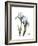 Blue Iris Portrait-Albert Koetsier-Framed Premium Giclee Print