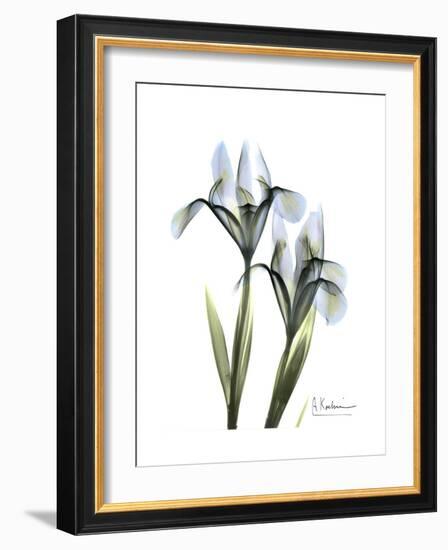 Blue Iris Portrait-Albert Koetsier-Framed Premium Giclee Print