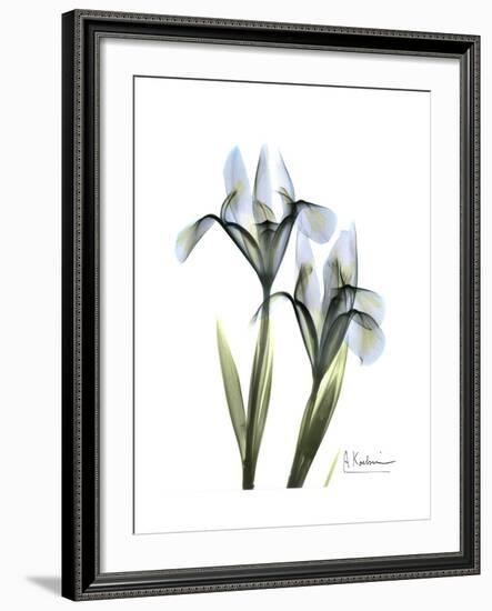 Blue Iris Portrait-Albert Koetsier-Framed Premium Giclee Print