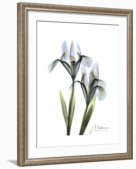 Blue Iris Portrait-Albert Koetsier-Framed Premium Giclee Print