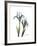 Blue Iris Portrait-Albert Koetsier-Framed Premium Giclee Print