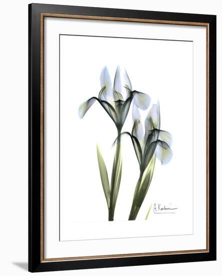 Blue Iris Portrait-Albert Koetsier-Framed Premium Giclee Print