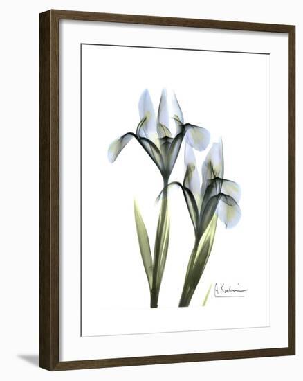 Blue Iris Portrait-Albert Koetsier-Framed Premium Giclee Print