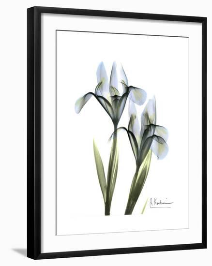 Blue Iris Portrait-Albert Koetsier-Framed Premium Giclee Print