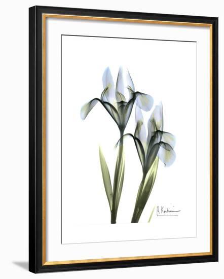 Blue Iris Portrait-Albert Koetsier-Framed Premium Giclee Print