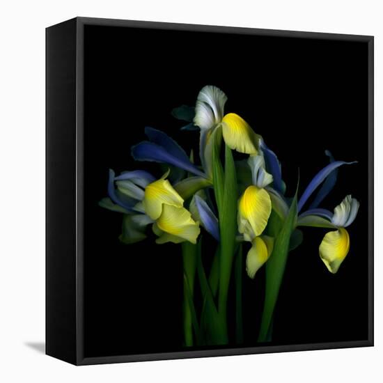 Blue Iris-Magda Indigo-Framed Premier Image Canvas