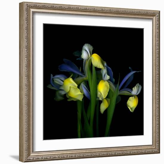 Blue Iris-Magda Indigo-Framed Photographic Print