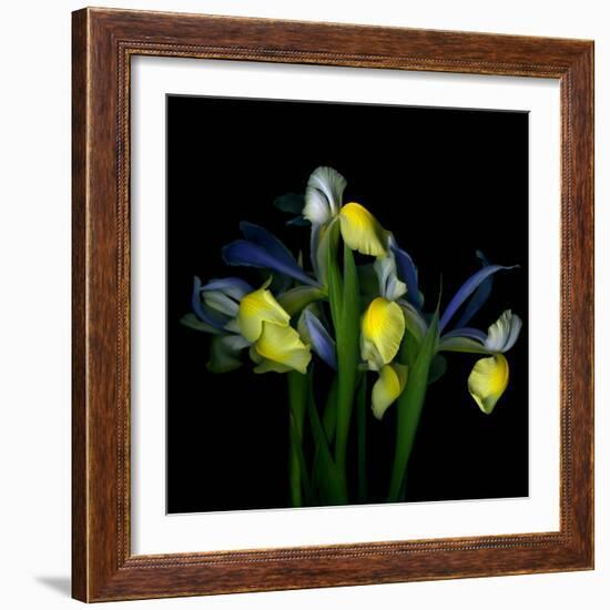 Blue Iris-Magda Indigo-Framed Photographic Print