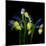 Blue Iris-Magda Indigo-Mounted Photographic Print