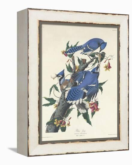 Blue Jay, 1831-John James Audubon-Framed Premier Image Canvas