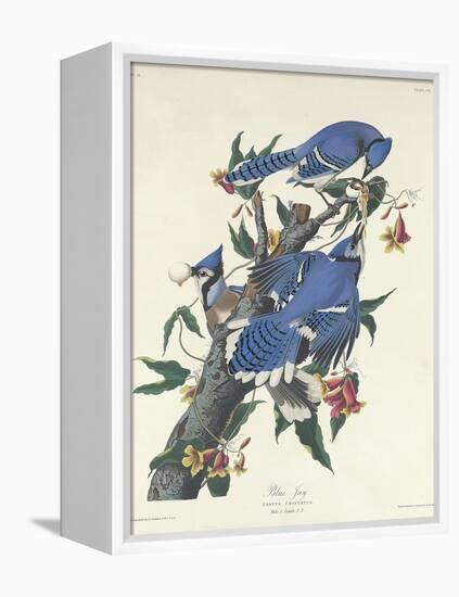 Blue Jay, 1831-John James Audubon-Framed Premier Image Canvas