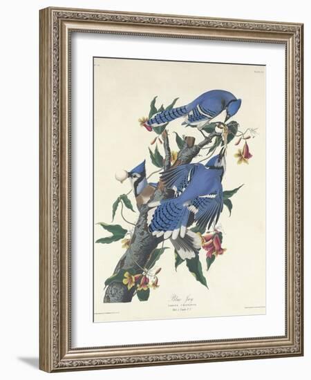 Blue Jay, 1831-John James Audubon-Framed Giclee Print