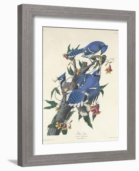 Blue Jay, 1831-John James Audubon-Framed Giclee Print