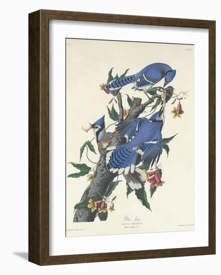 Blue Jay, 1831-John James Audubon-Framed Giclee Print