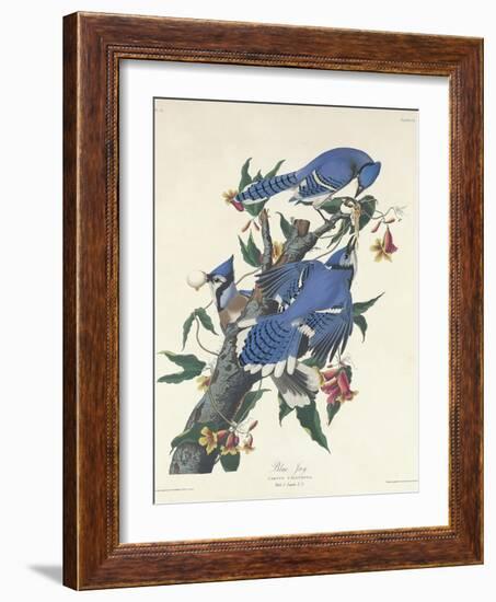 Blue Jay, 1831-John James Audubon-Framed Giclee Print