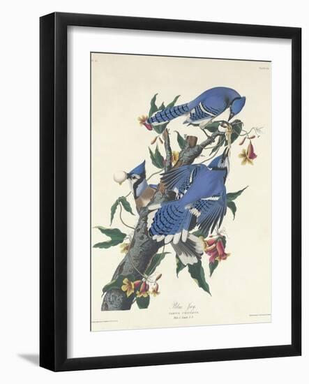 Blue Jay, 1831-John James Audubon-Framed Giclee Print