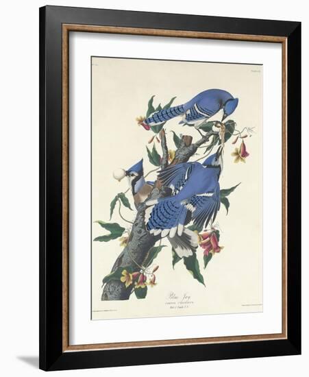 Blue Jay, 1831-John James Audubon-Framed Giclee Print