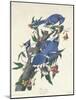 Blue Jay, 1831-John James Audubon-Mounted Giclee Print