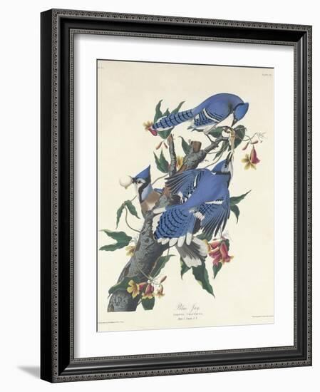 Blue Jay, 1831-John James Audubon-Framed Giclee Print