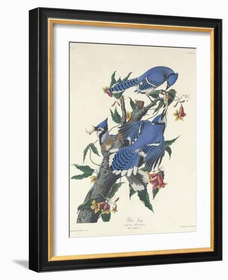 Blue Jay, 1831-John James Audubon-Framed Giclee Print