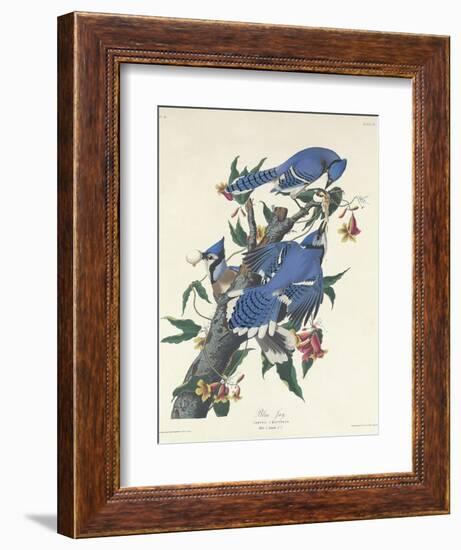 Blue Jay, 1831-John James Audubon-Framed Giclee Print