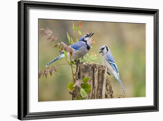 Blue Jay Bird, Adults on Log with Acorns, Autumn, Texas, USA-Larry Ditto-Framed Photographic Print