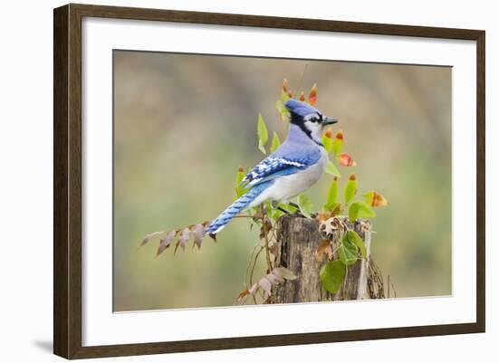 Blue Jay Bird, Adults on Log with Acorns, Autumn, Texas, USA-Larry Ditto-Framed Photographic Print