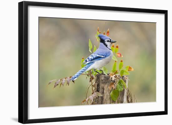Blue Jay Bird, Adults on Log with Acorns, Autumn, Texas, USA-Larry Ditto-Framed Photographic Print