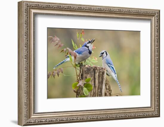 Blue Jay Bird, Adults on Log with Acorns, Autumn, Texas, USA-Larry Ditto-Framed Photographic Print