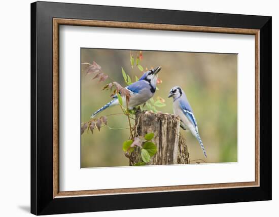 Blue jay (Cyanocitta cristata) adults on log with acorns, autumn, Texas-Larry Ditto-Framed Photographic Print