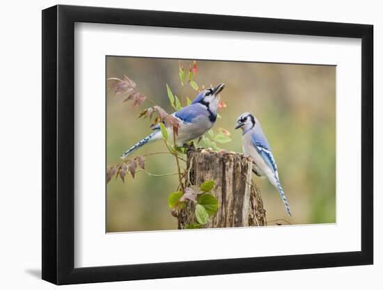 Blue jay (Cyanocitta cristata) adults on log with acorns, autumn, Texas-Larry Ditto-Framed Photographic Print